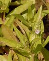 Blauer Wasser-Ehrenpreis - Veronica anagallis-aquatica L.