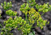 Wild Celery - Apium graveolens L.