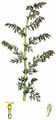 Strand-Beifuß - Artemisia maritima L.