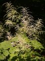 Buck's-Beard - Aruncus dioicus (Walter) Fernald