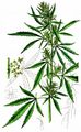 Echter Hanf - Cannabis sativa L.