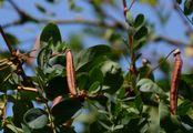 Siberian Pea-Tree - Caragana arborescens Lam.