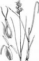Dichtährige Segge - Carex spicata Huds.