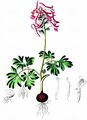 Bird-In-A-Bush - Corydalis solida (L.) Clairv.