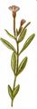 Gauchheilblättriges Weidenröschen - Epilobium anagallidifolium Lam.