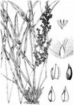 Großähriges Liebesgras - Eragrostis cilianensis (All.) Janch. 