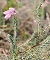 Cross-Leaved Heath - Erica tetralix L.