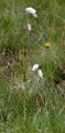 Schmalblättriges Wollgras - Eriophorum angustifolium Honck.