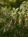 Scorpion Senna - Hippocrepis emerus (L.) Lassen