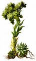 Rolling Hen-And-Chicks - Jovibarba globifera (L.) J. Parn.