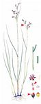 Bodden-Binse - Juncus gerardii Loisel. 