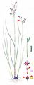 Saltmarsh Rush - Juncus gerardii Loisel.