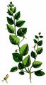 Round-Leaved Fluellen - Kickxia spuria (L.) Dumort.