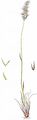 Bulbous Meadow-Grass - Poa bulbosa L.