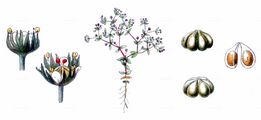 Allseed - Radiola linoides Roth