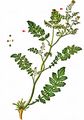 Northern Yellow-Cress - Rorippa islandica (Gunnerus) Borbás
