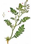 Isländische Sumpfkresse - Rorippa islandica (Gunnerus) Borbás 