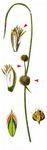 Gewöhnliche Kugelsimse - Scirpoides holoschoenus (L.) Soják 