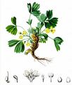 Alpen-Gelbling - Sibbaldia procumbens L.