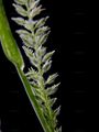 European Bur-Grass - Tragus racemosus (L.) All.