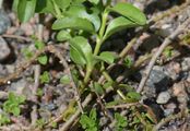 Halbstrauch-Ehrenpreis - Veronica fruticulosa L.