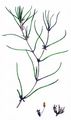Horned Pondweed - Zannichellia palustris L.