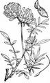 Echter Wundklee - Anthyllis vulneraria L.