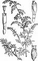 Strand-Beifuß - Artemisia maritima L.