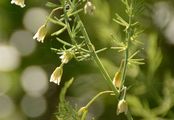 Garden Asparagus - Asparagus officinalis L.