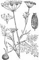 Great Pignut - Bunium bulbocastanum L.