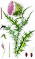Musk Thistle - Carduus nutans L.