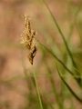 Hasenpfoten-Segge - Carex leporina L.