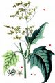 Maple-Leaved Goosefoot - Chenopodiastrum hybridum (L.) S. Fuentes & al.