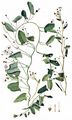 Field Bindweed - Convolvulus arvensis L.