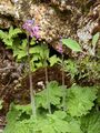 Matthioli-Primel - Cortusa matthioli L.