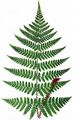 Broad Buckler-Fern - Dryopteris dilatata (Hoffm.) A. Gray