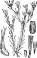 Narrow-Leaved Cudweed - Filago gallica L.