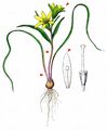 Early Star-Of-Bethlehem - Gagea bohemica (Zauschn.) Schult. & Schult. f.