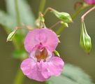 Indian Balsam - Impatiens glandulifera Royle