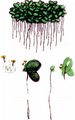 Common Duckweed - Lemna minor L.