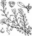 Water-Purslane - Lythrum portula (L.) D. A. Webb