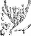 Cyphel - Minuartia sedoides (L.) Hiern