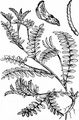 Bird's-Foot - Ornithopus perpusillus L.