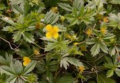 Blutwurz - Potentilla erecta (L.) Räusch.