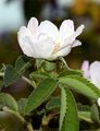 False Hedge Rose - Rosa subcollina (Christ) Vuk.