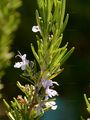 Echter Rosmarin - Rosmarinus officinalis L. 