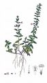 Lesser Skullcap - Scutellaria minor Huds.