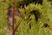 Cambridge Milk-Parsley - Selinum carvifolia (L.) L.