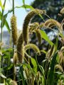 Foxtail Bristle-Grass - Setaria italica (L.) P. Beauv.