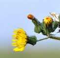 Acker-Gänsedistel - Sonchus arvensis L.